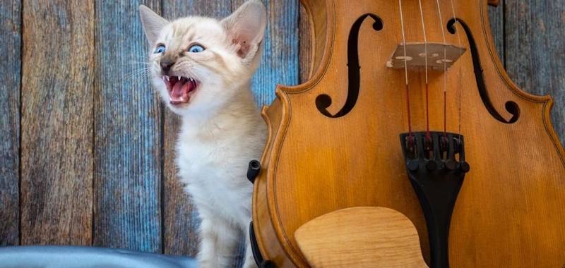 Ein Katzenbaby mit aufgerissenem Mäulchen neben einer Violine.